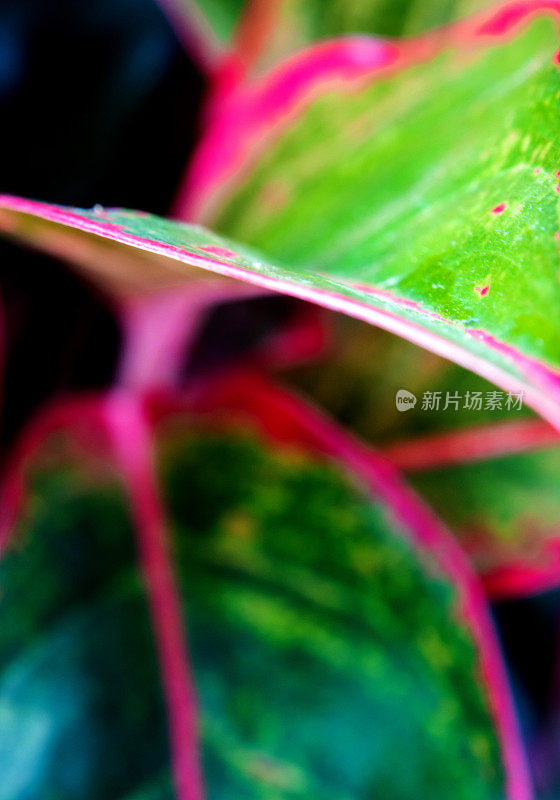 美丽的颜色上的叶Aglaonema '暹罗极光'热带室内植物